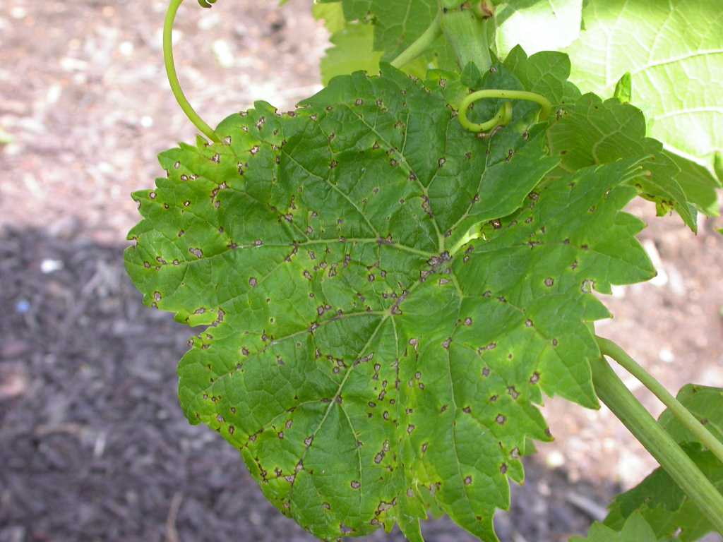 Anthracnose of Grapes